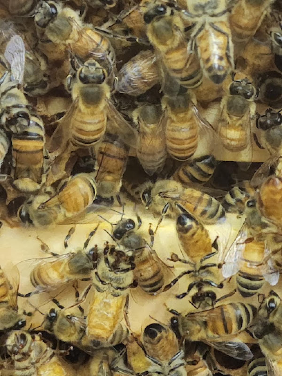 Draper's Super Bee Apiaries