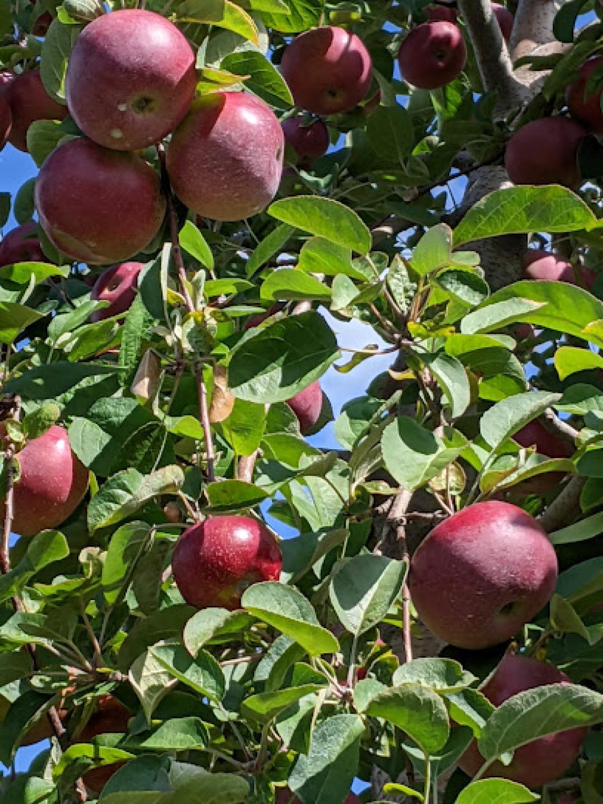 Beemerville Orchard