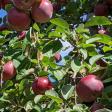 Beemerville Orchard