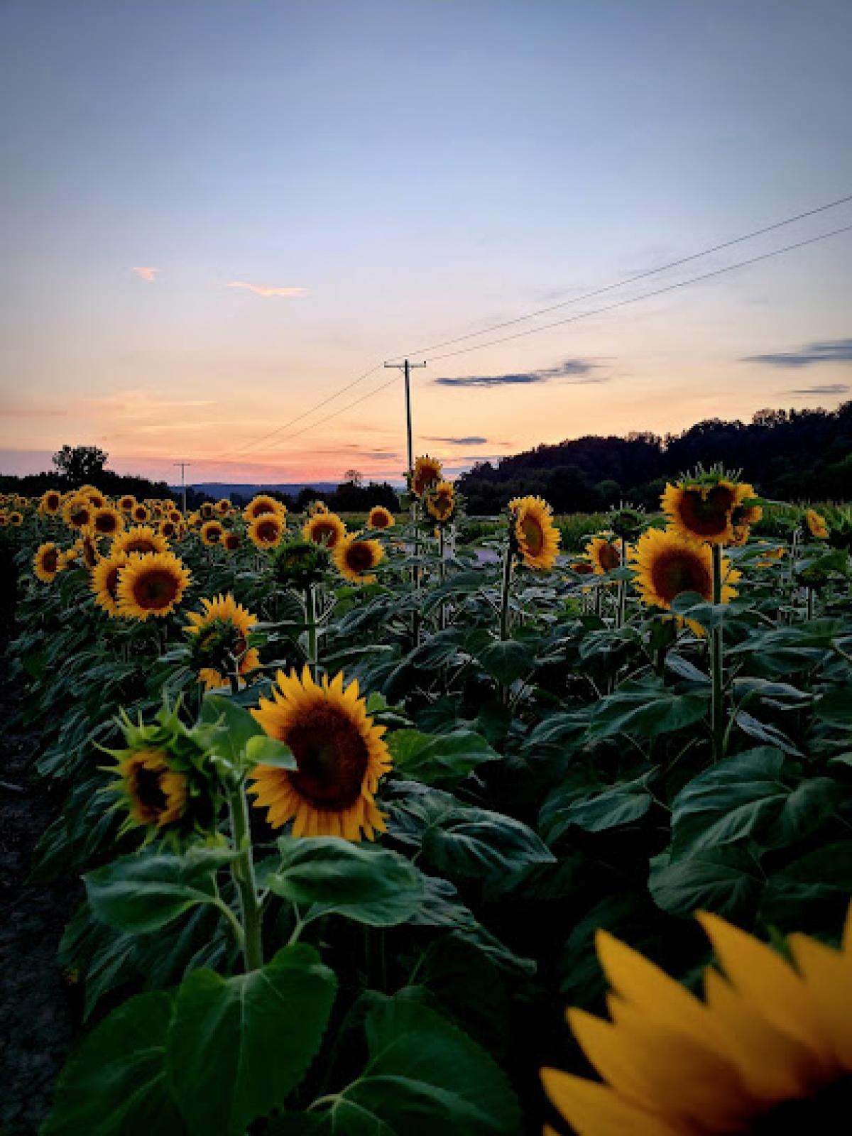 Hickory Hill Farms LLC