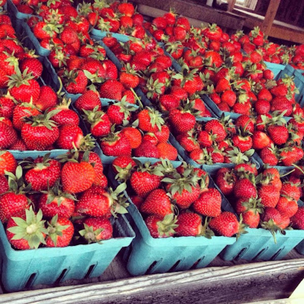 Thorpe's Organic Family Farm