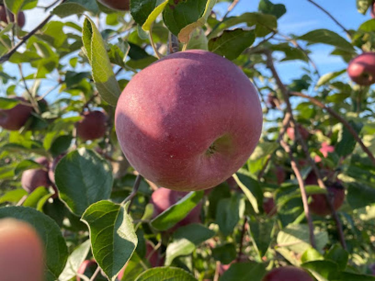 Blackman Homestead Farm