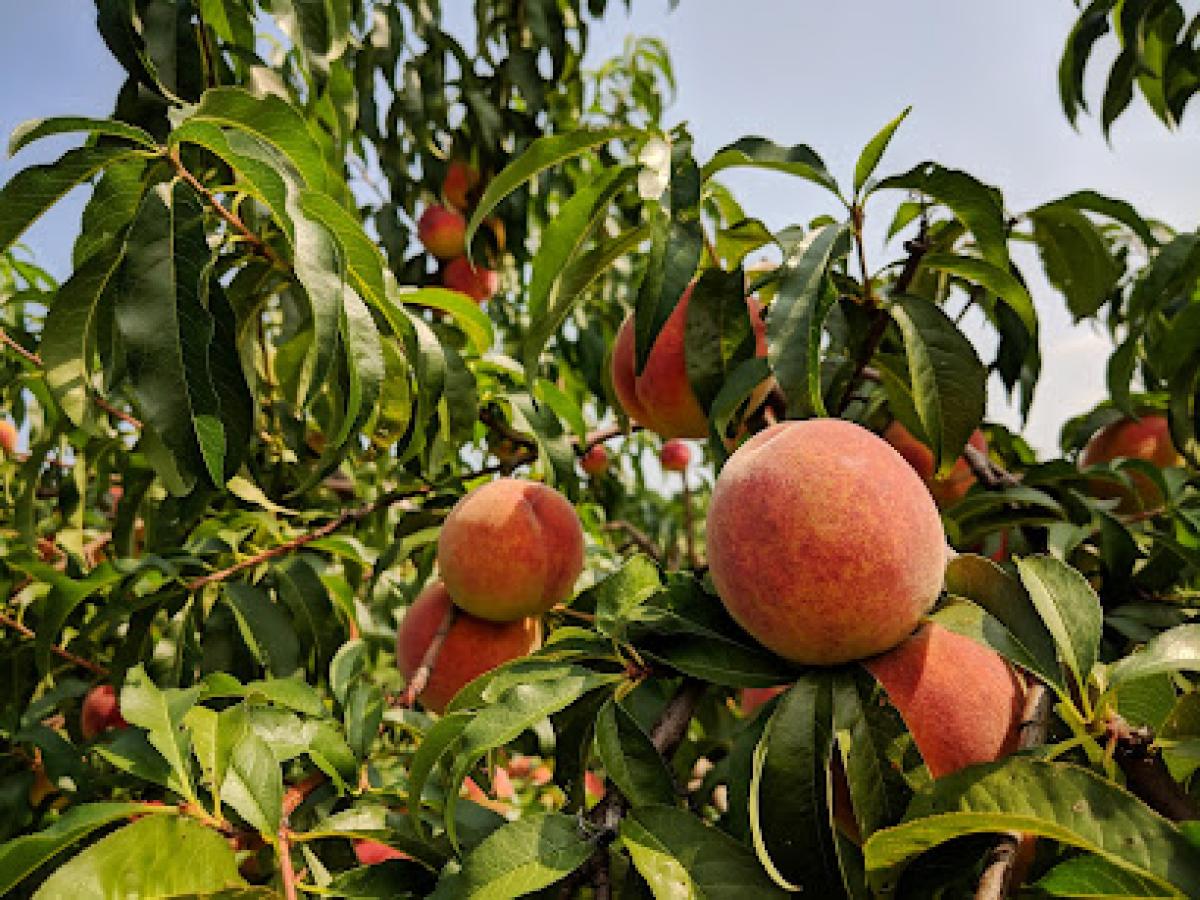 Sanger Farm & Bakery