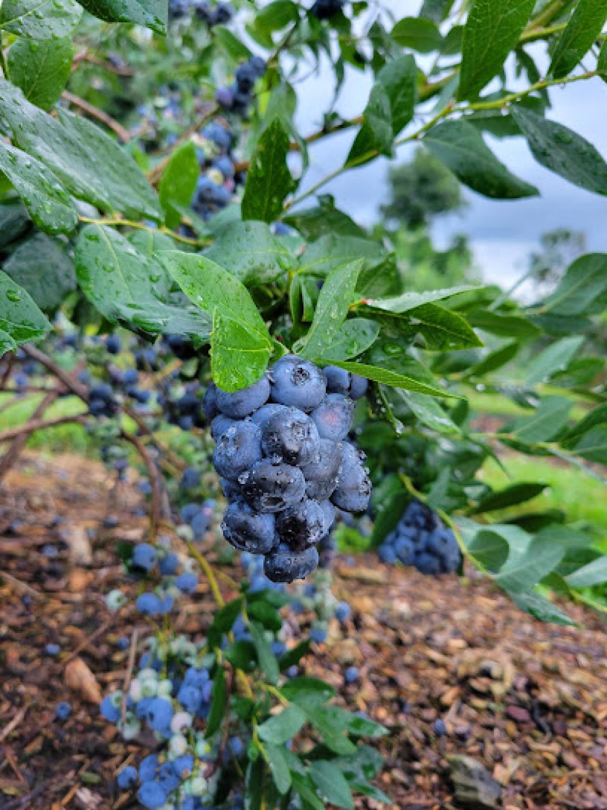 Sugar Shack Blueberry Farm
