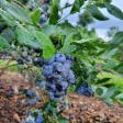 Sugar Shack Blueberry Farm