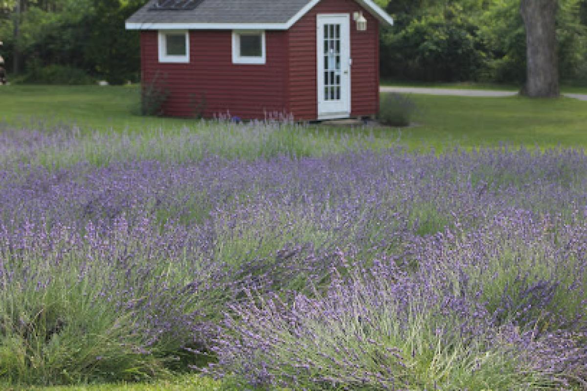 Aurora Lavender Farm