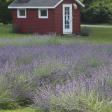 Aurora Lavender Farm