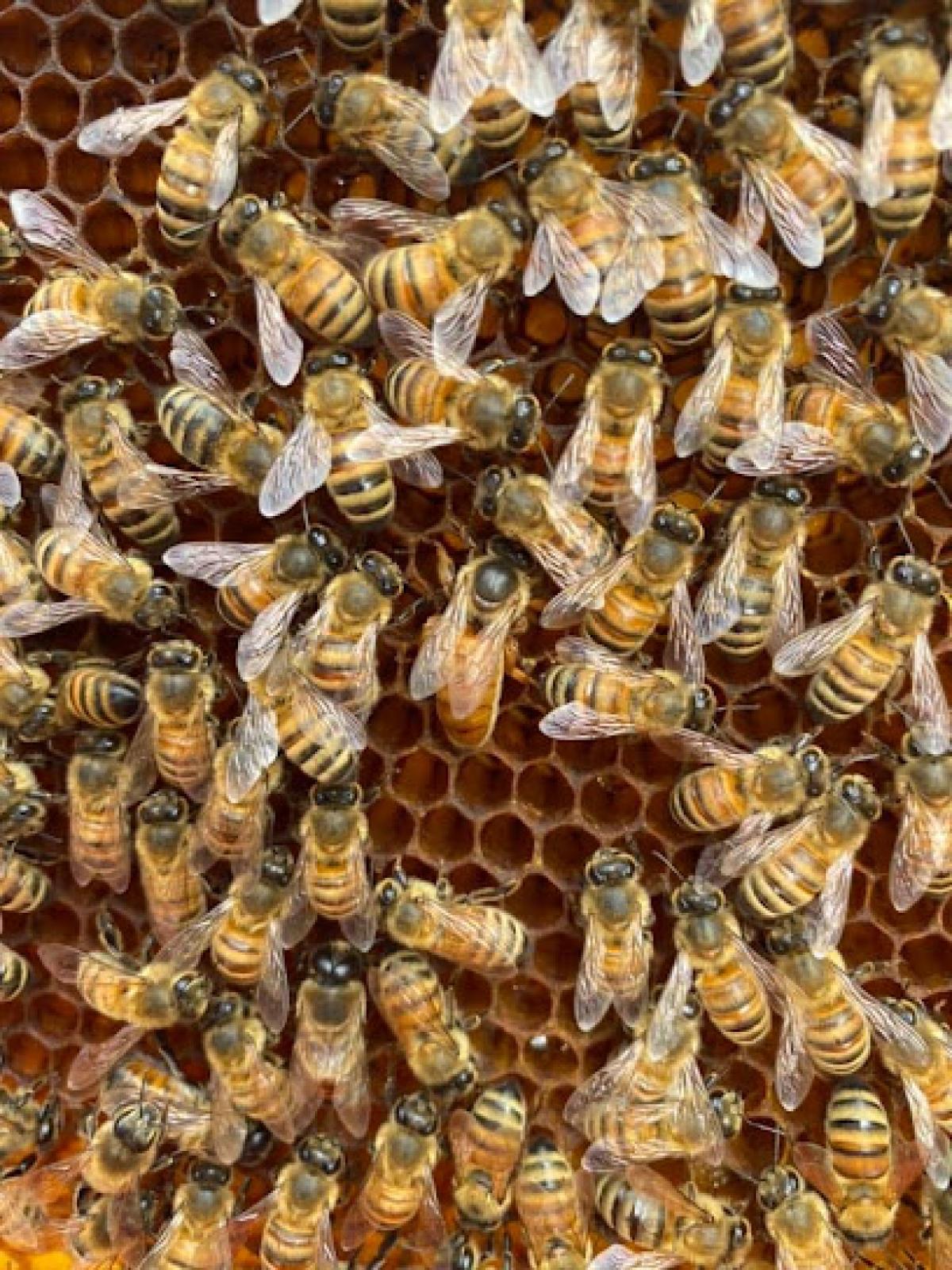 Bella Rosa Honey Bee Farm