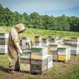 Berry’s Honey Farm