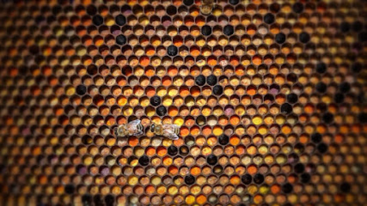 Homers Honeybee and Supplies