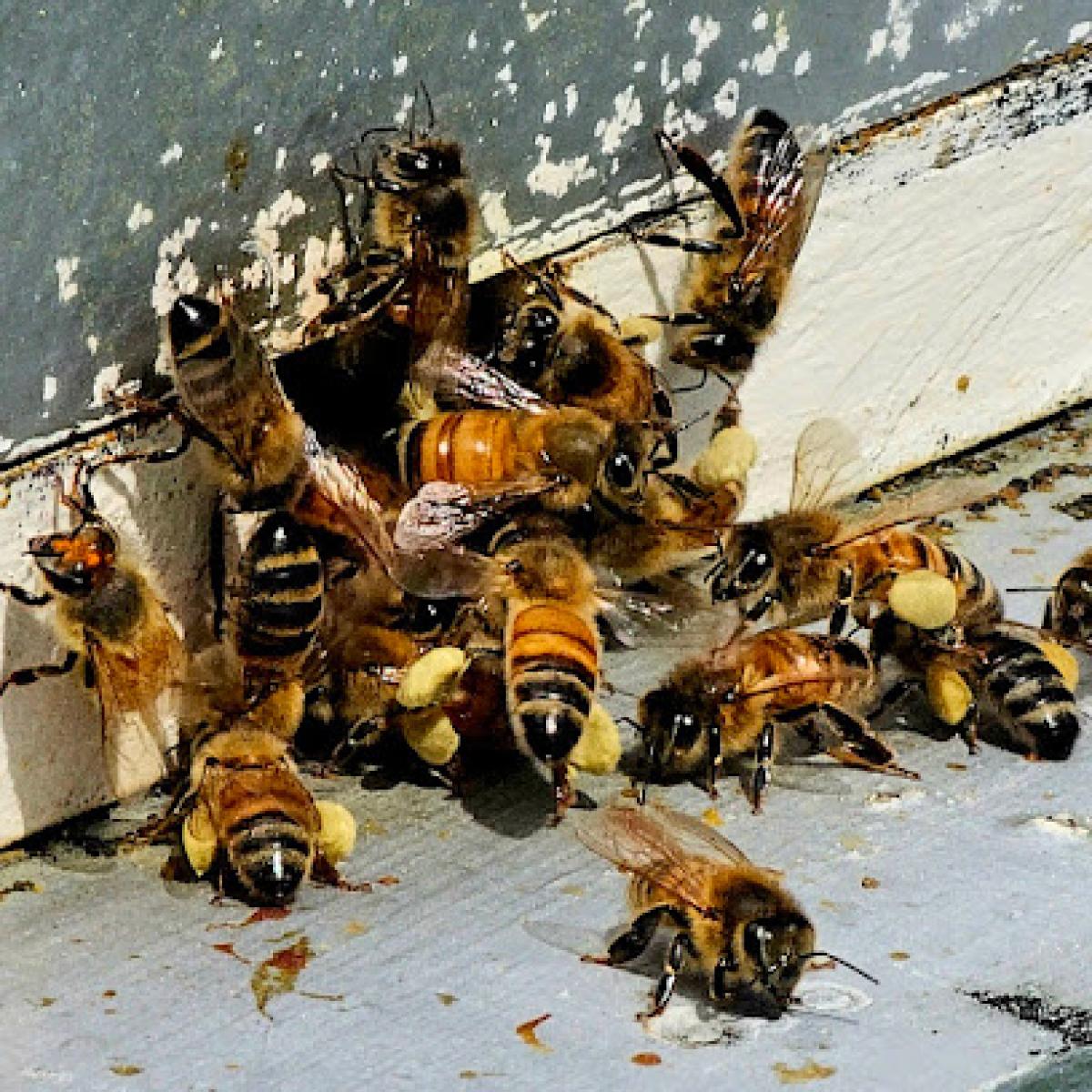 Four Leaf Honey Farm