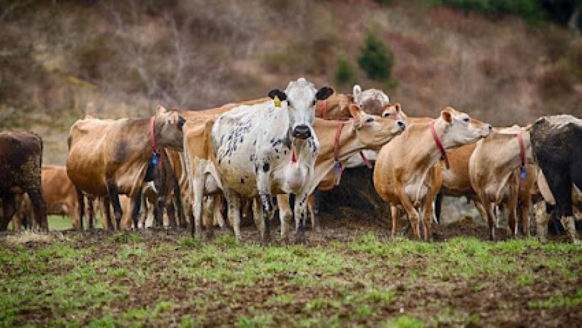 The Lands at Hillside Farms