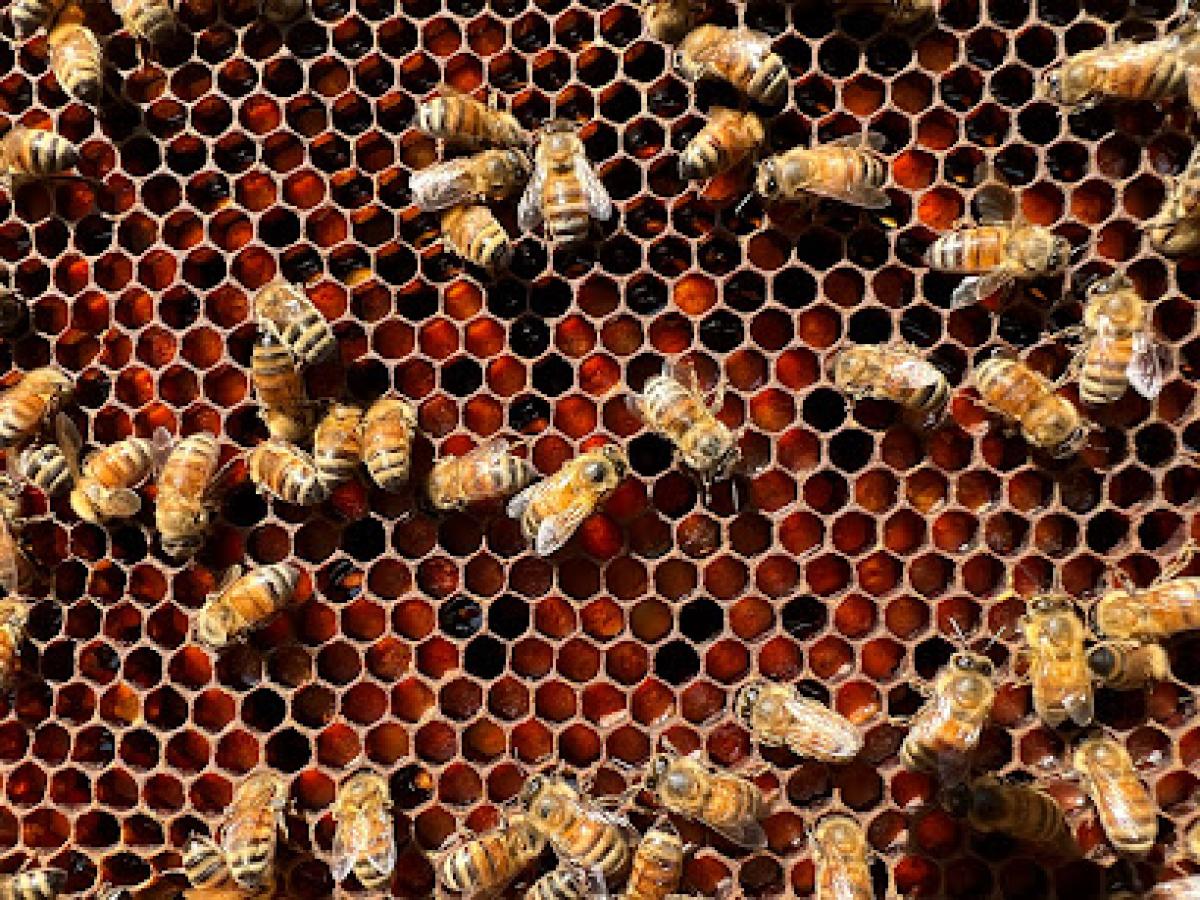 Mountain Thyme Honey & Gifts, LLC