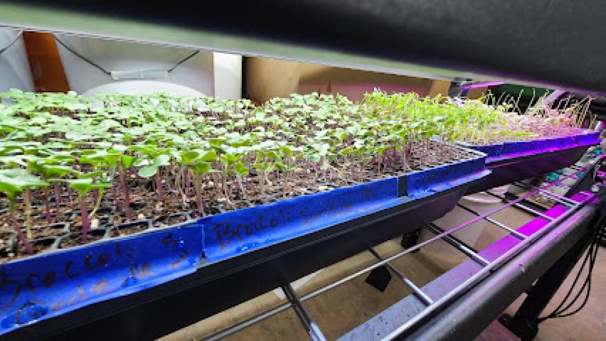 Windy Hill Greenhouse and​ Honey