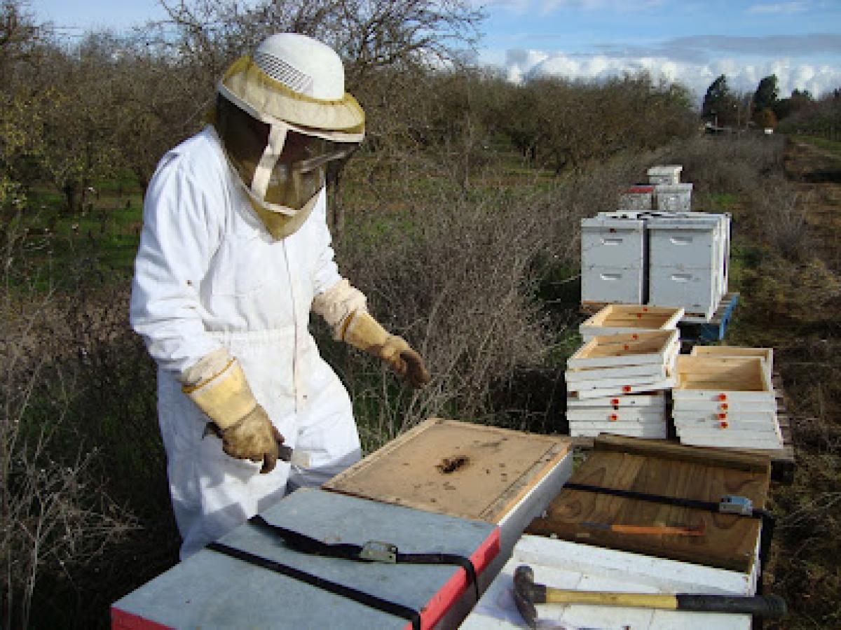 Al Bees Sierra Nevada Honey