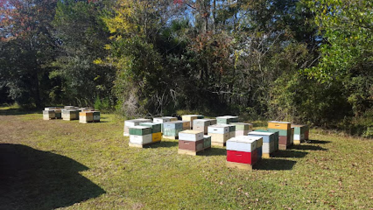 No Kill Honeybee Remove and Relocate BEE -Zacks Honey Farm beekeeper live bee removal