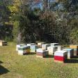 No Kill Honeybee Remove and Relocate BEE -Zacks Honey Farm beekeeper live bee removal