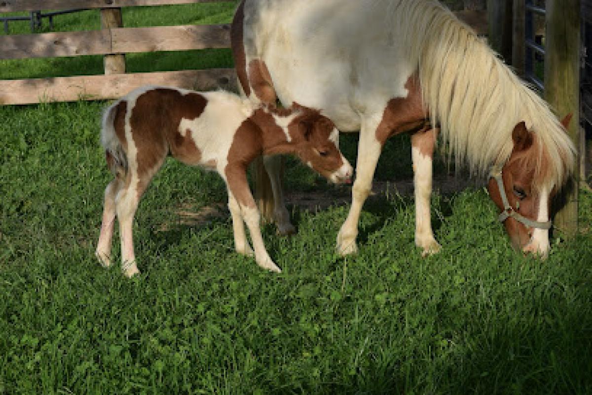 The Li'l Country Store & Miniature Horse Farm