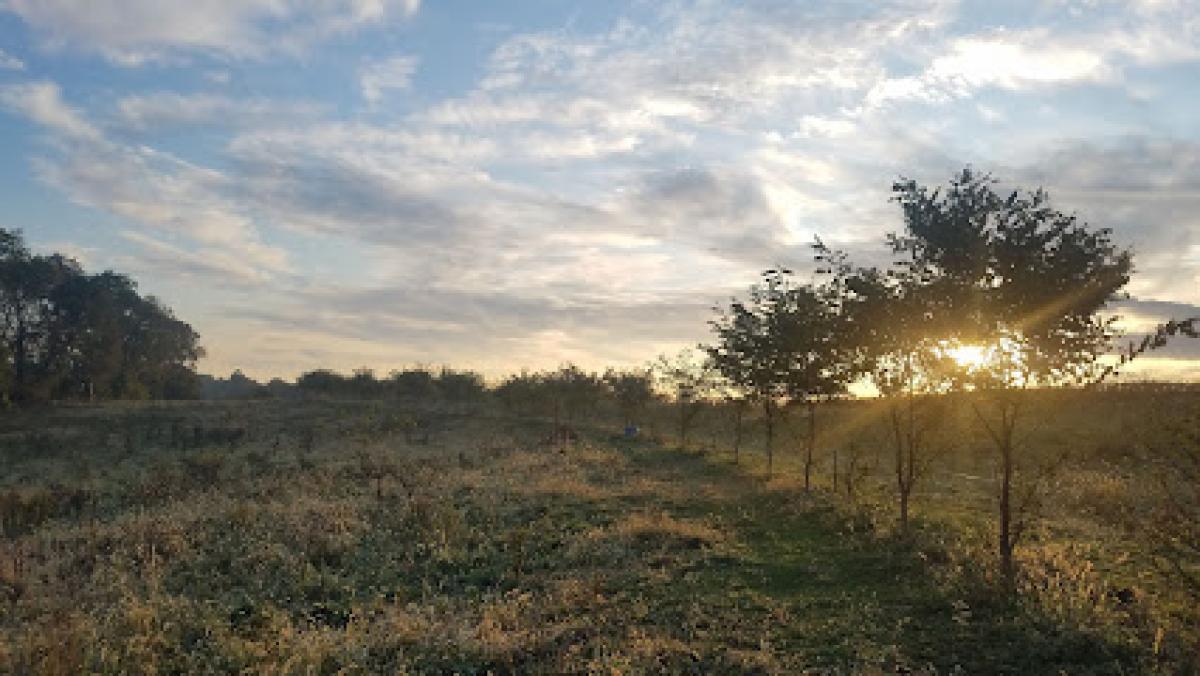 Firefly Meadows Farm