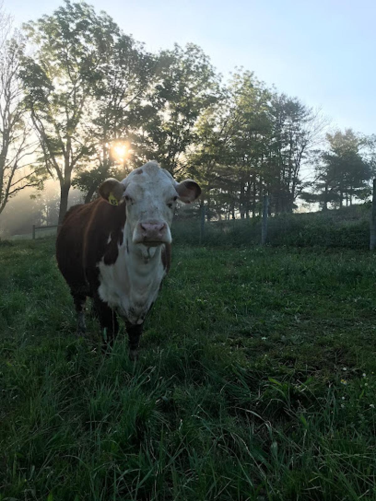 Chesapeake Valley Farm