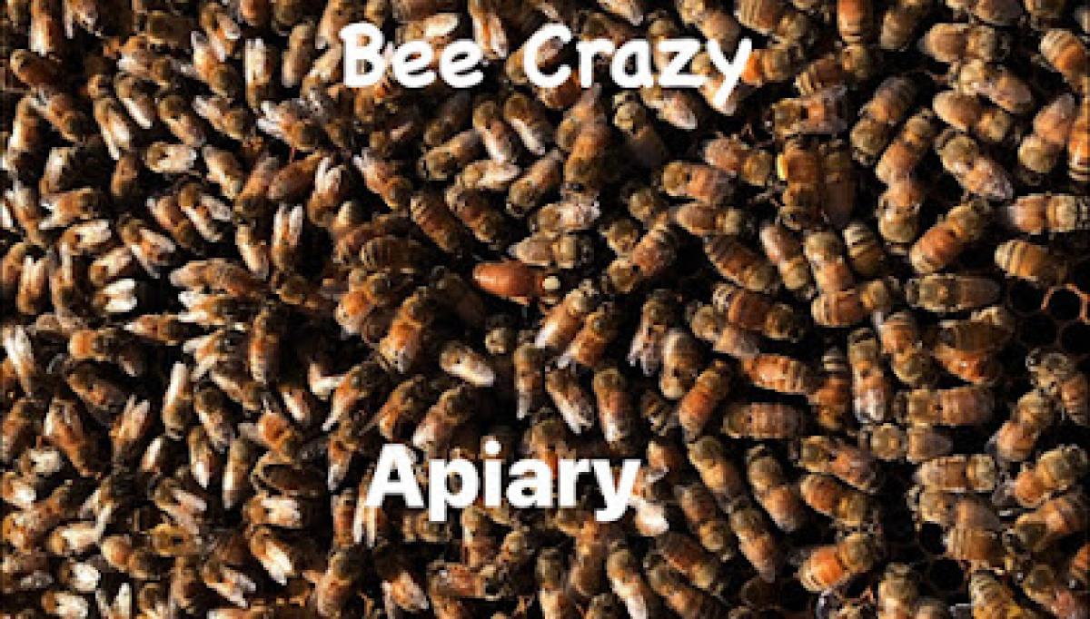 Bee crazy Apiary