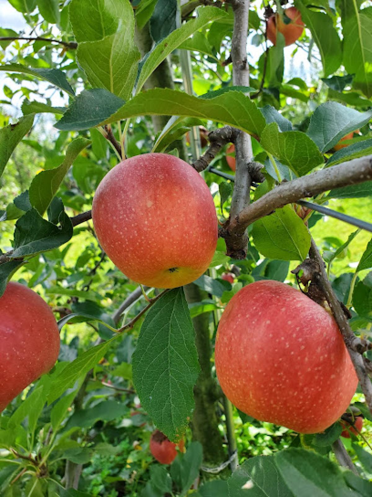 England Acres Farm and Market