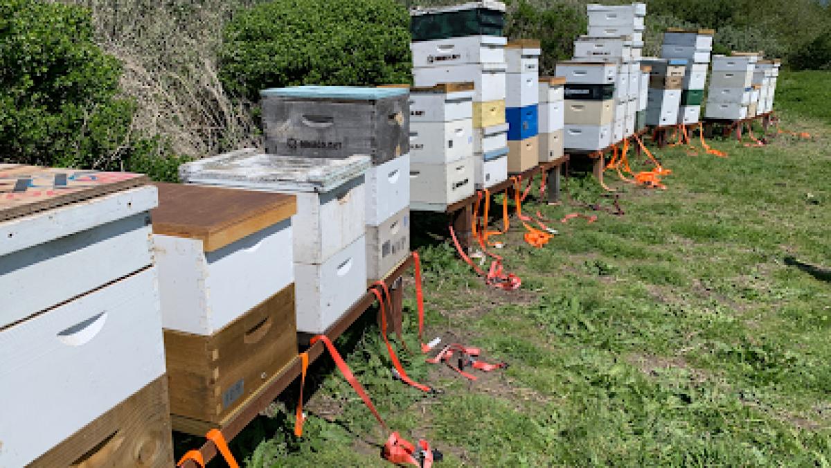 Mike & Niki’s Honey Company