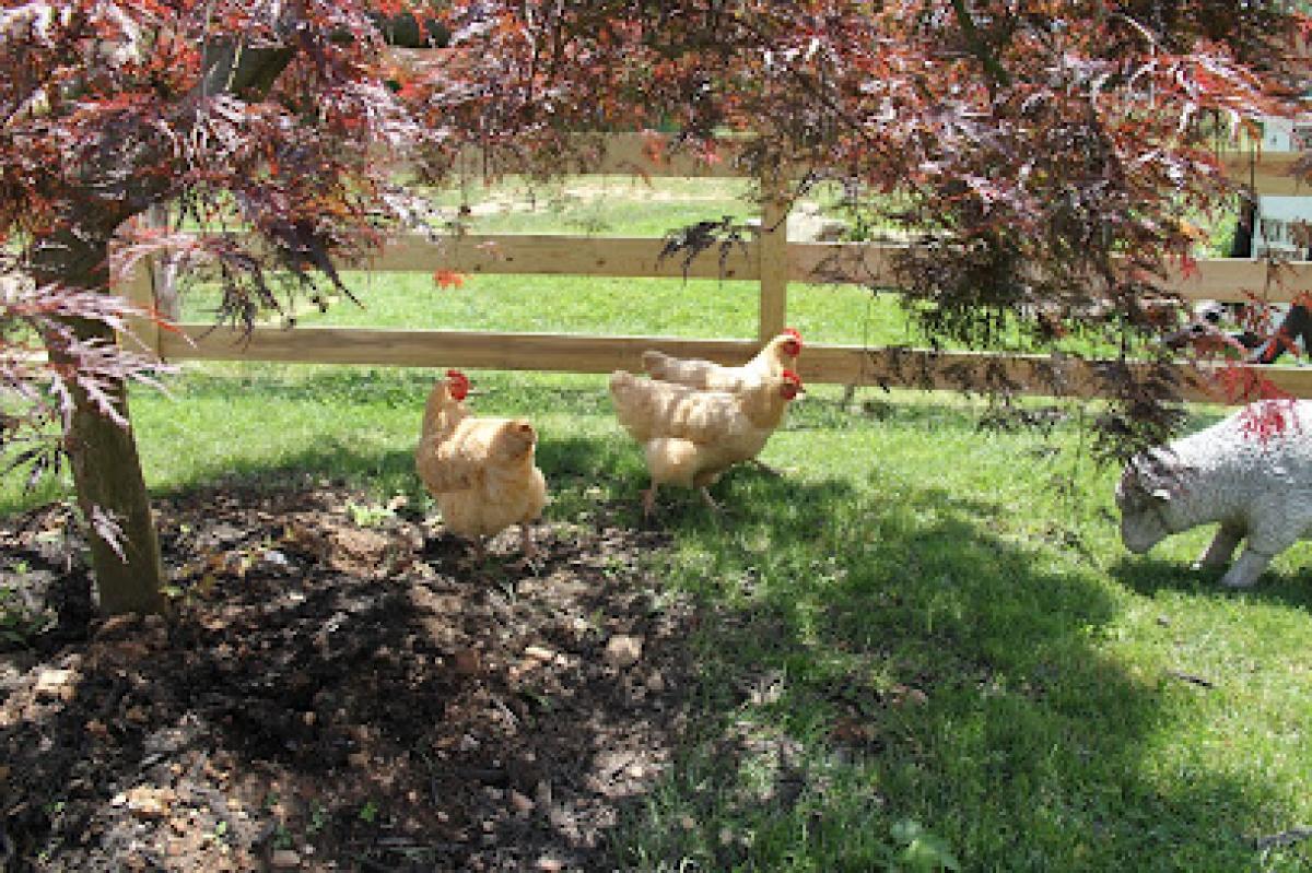 Fox Hollow Farm Gaithersburg