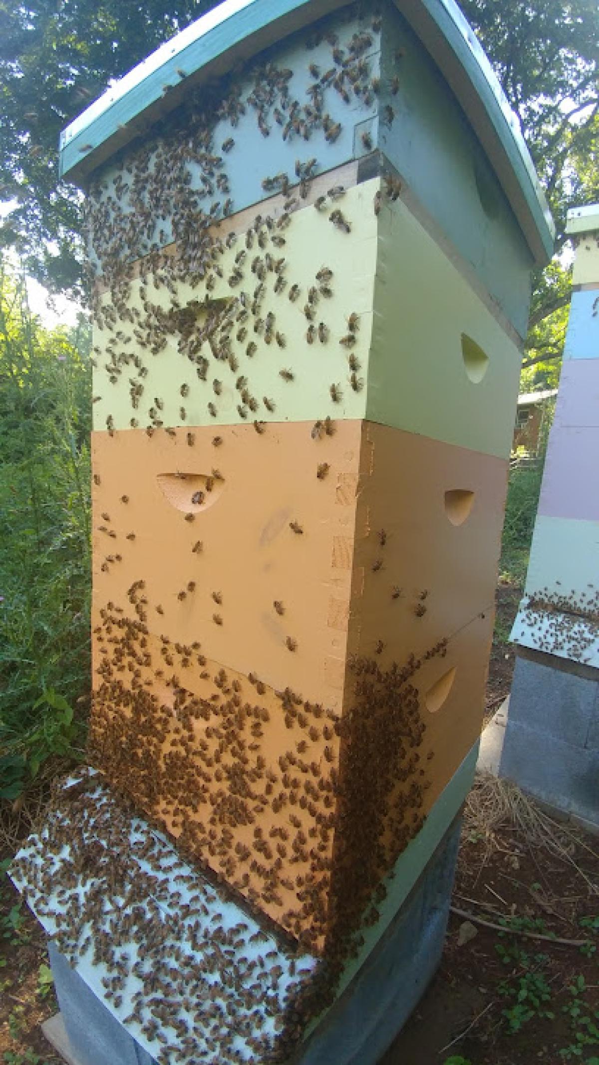 Bottom of the Blue Ridge Apiary