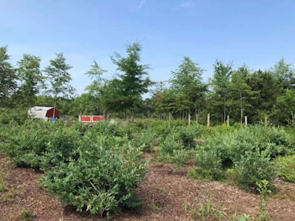 Blackwater Birds and Bees