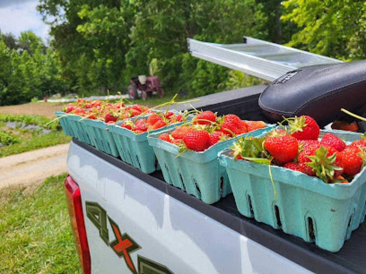 Newcastle Bee and Berry Farm