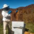 Appalachian Apiaries