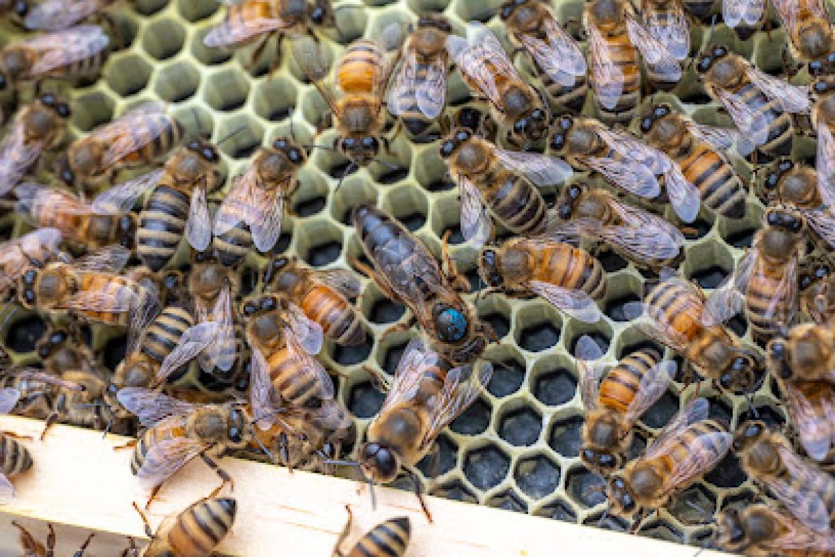 Sapony Creek Apiaries & Bee Supply