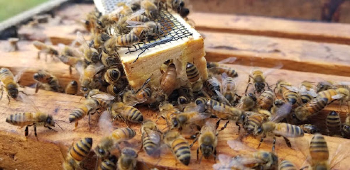 Appalachian Bee Farm