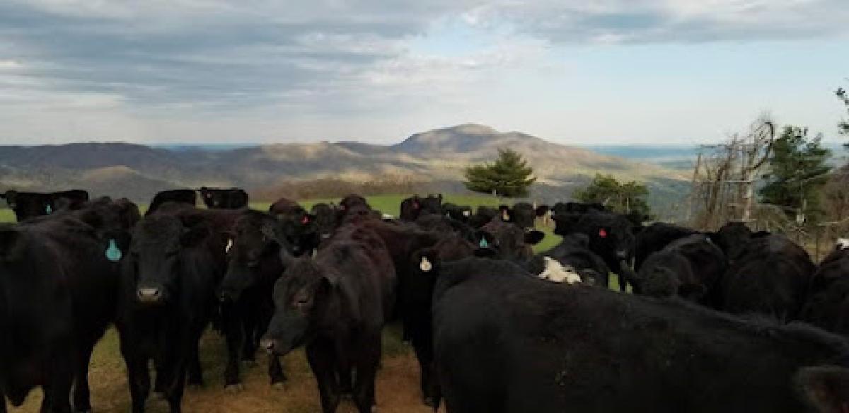 Clover Hill Farms & Clover Hill Angus