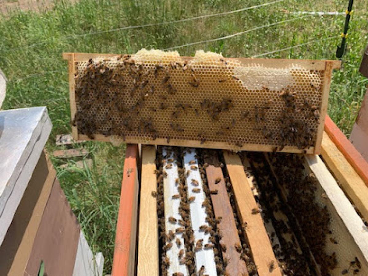 Spring City Bee Farm