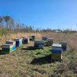 Elevated Apiary