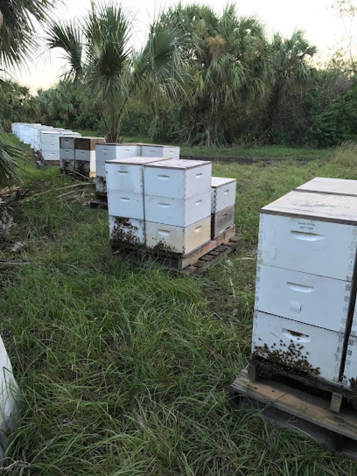 Sweet Wings Honey Bee Farm
