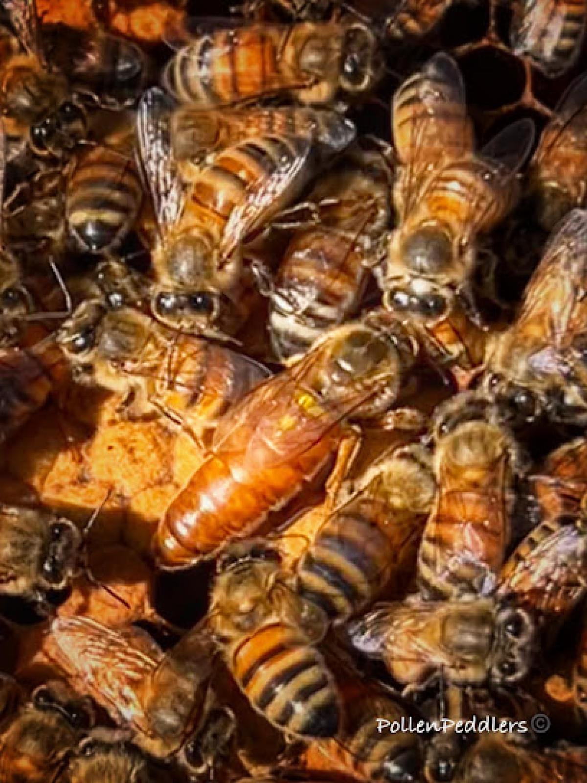 Pollen Peddlers Apiary. LLC