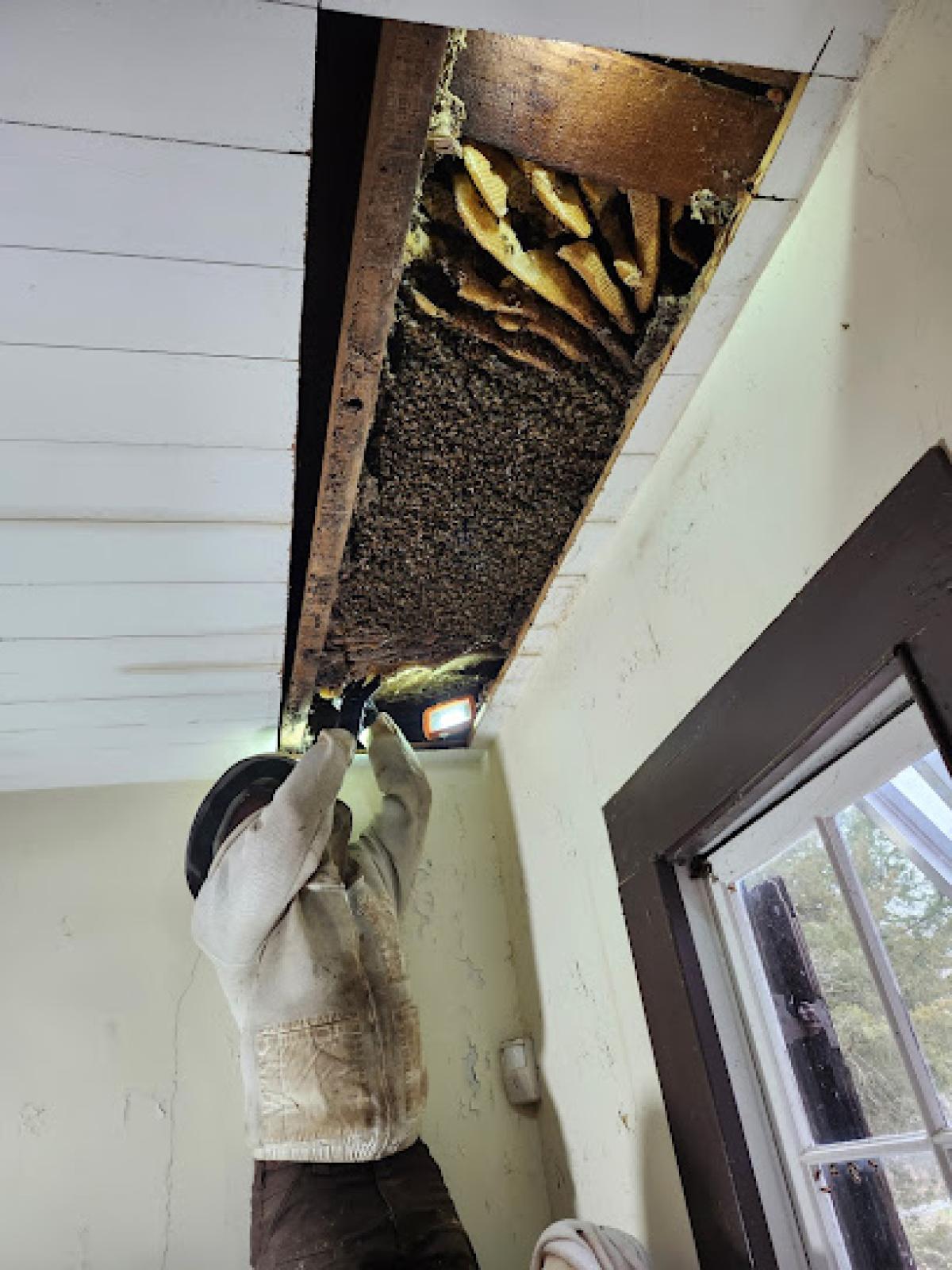 Foothills Bee Company