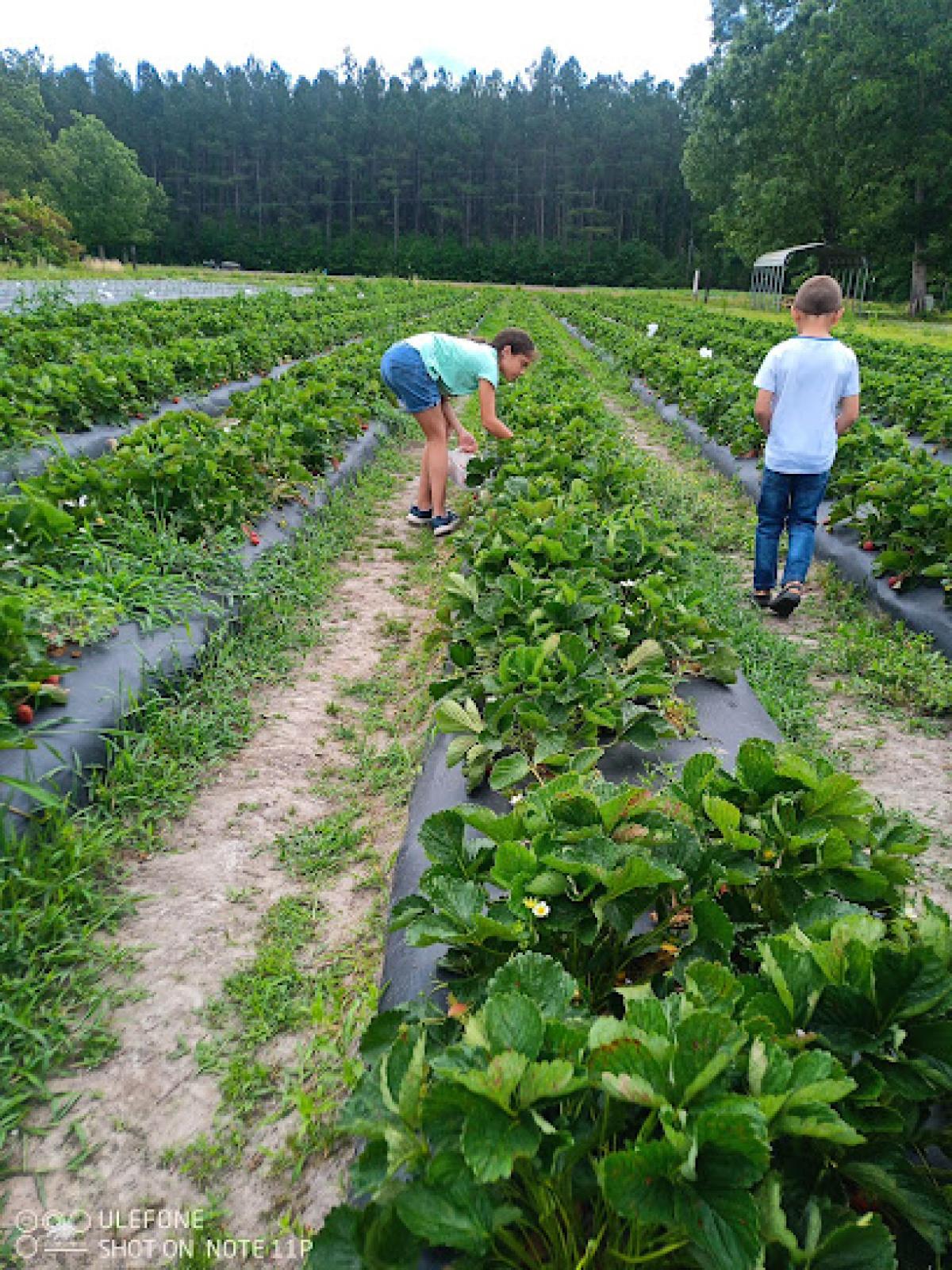 Bear Ridge Farms Inc.