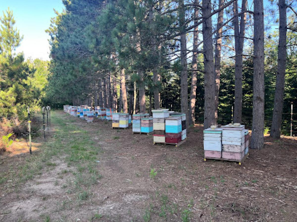 Bee Wise Farms