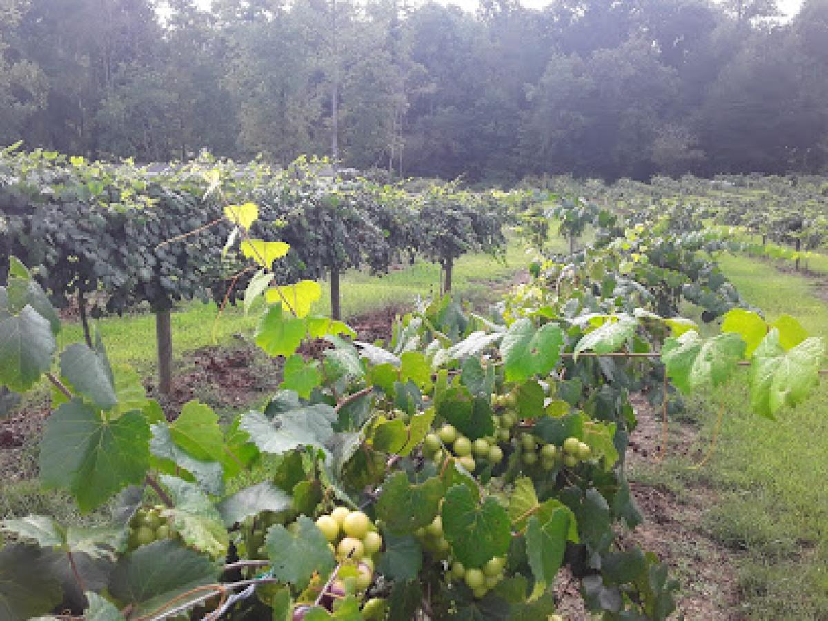 Tesnatee River Winery and Meadery