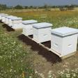 Oakley Family Apiaries