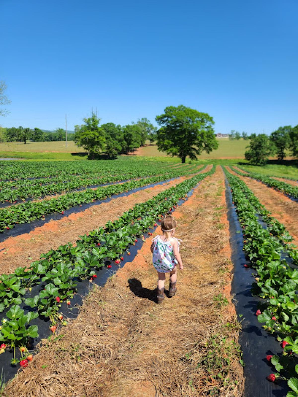 Sweet South Strawberry Farm & SSS Farms