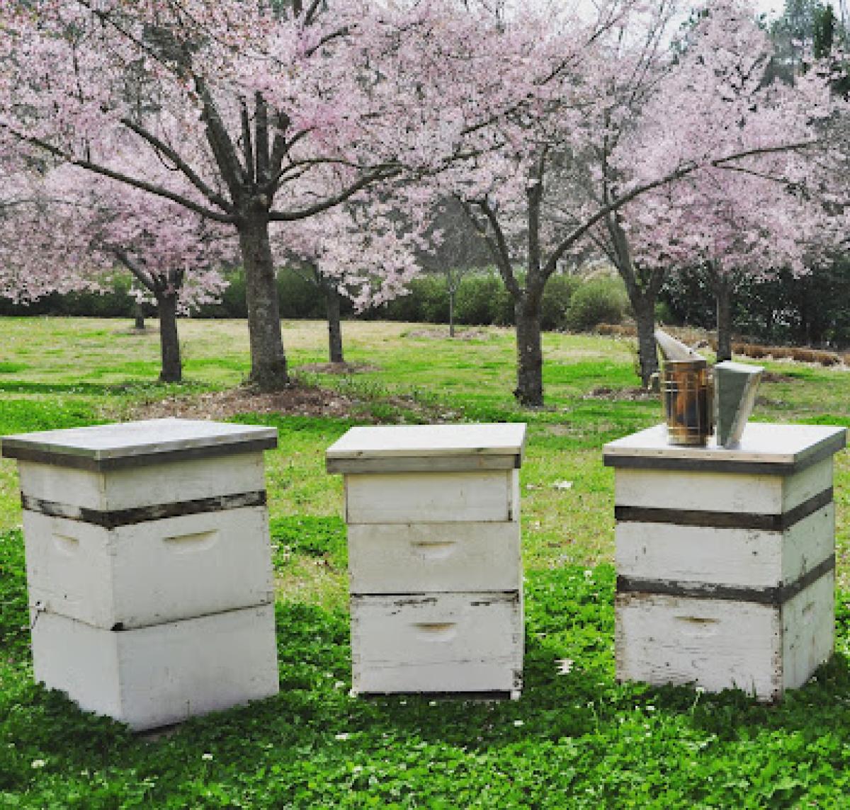 Classic City Bee Company