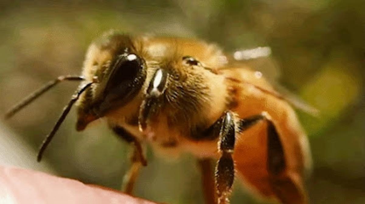 Rich Apiaries and Honey Farm