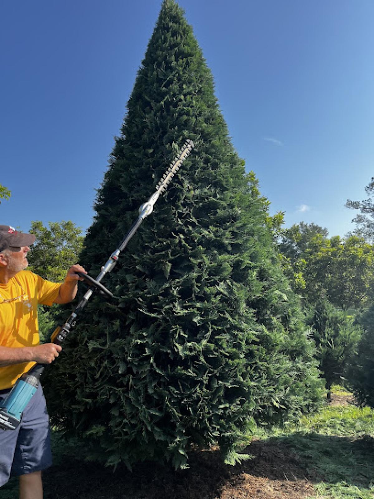 Weaver's Christmas Tree Farm