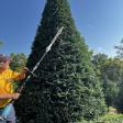 Weaver's Christmas Tree Farm