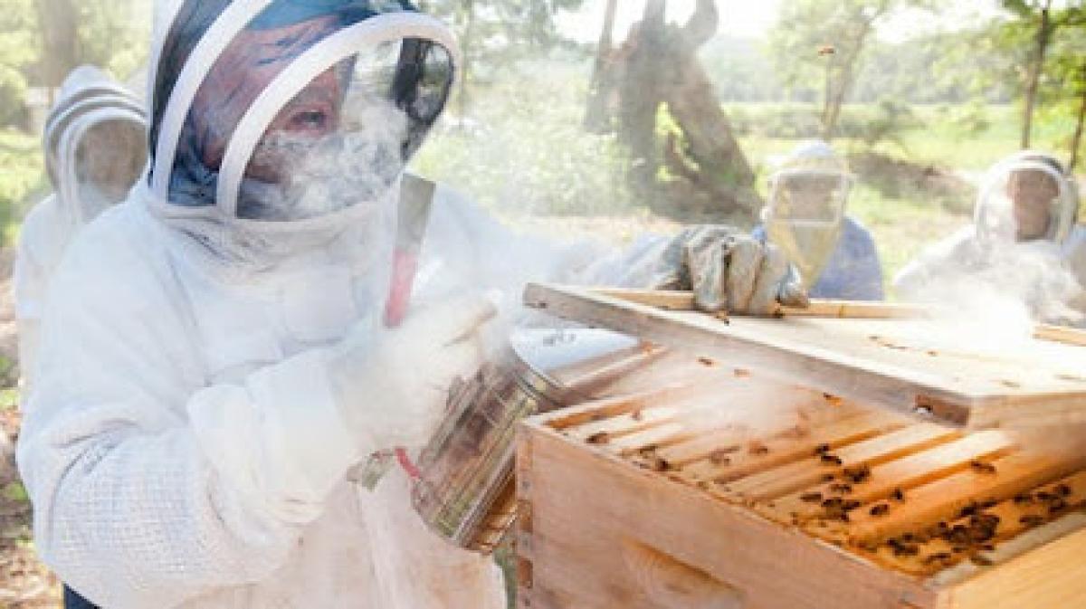 Honey at Above the Dirt Garden Shop